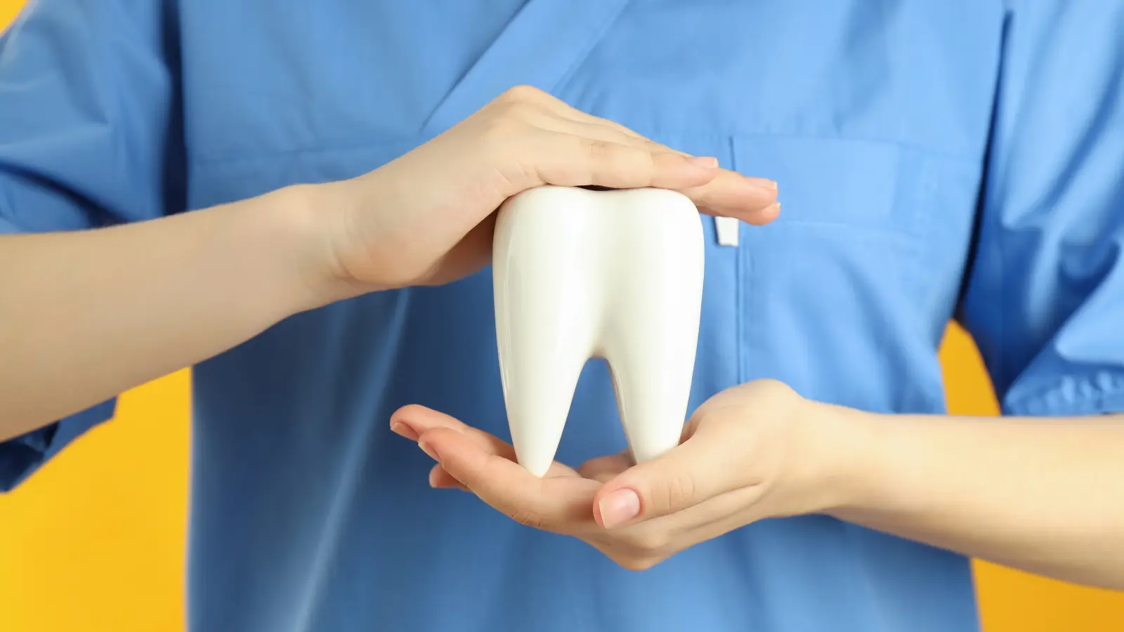 Hand holding a healthy tooth model